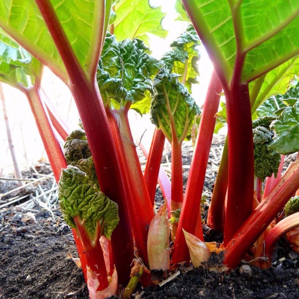 Victoria rhubarb - beyond organic seeds