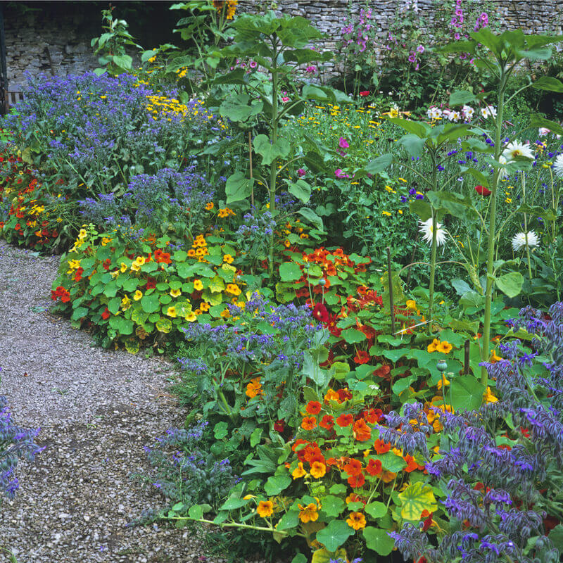 Tom thumb dwarf nasturtium