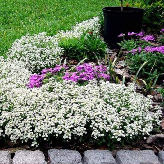 Carpet of Snow Alyssum - beyond organic seeds