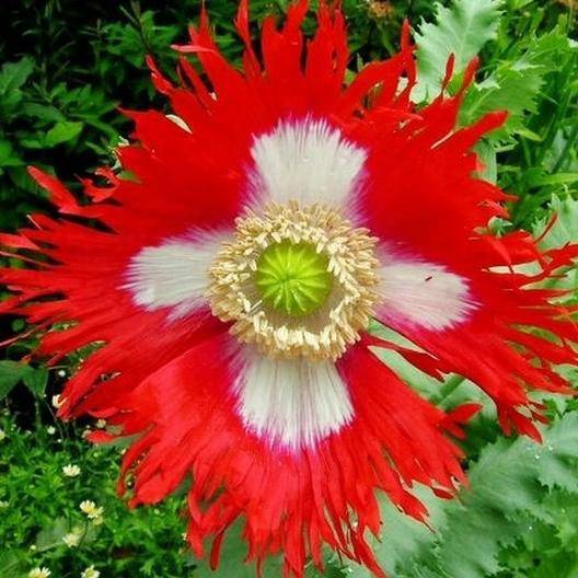 Danish Flag Poppy - beyond organic seeds