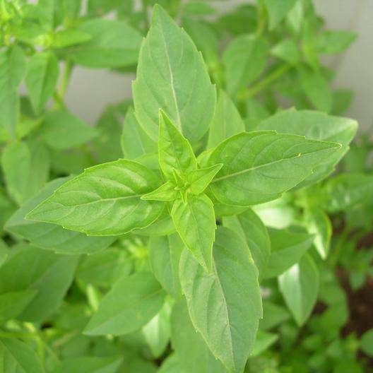 Lime Basil - beyond organic seeds