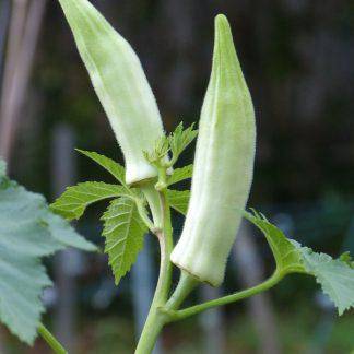 Silver Queen Okra - beyond organic seeds