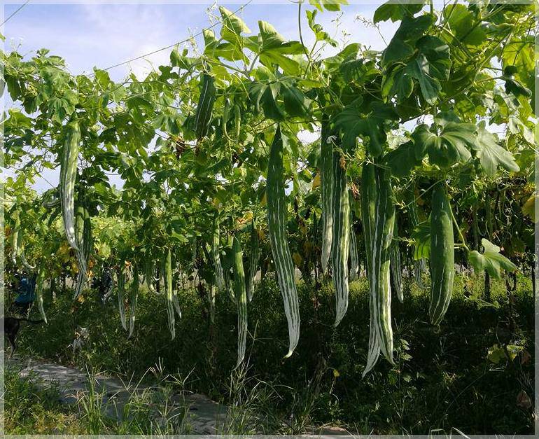 Snake Gourd - beyond organic seeds