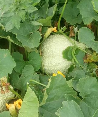 White hubbard squash - beyond organic seeds