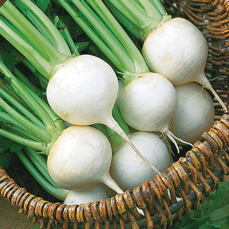 White Japanese Turnip - beyond organic seeds