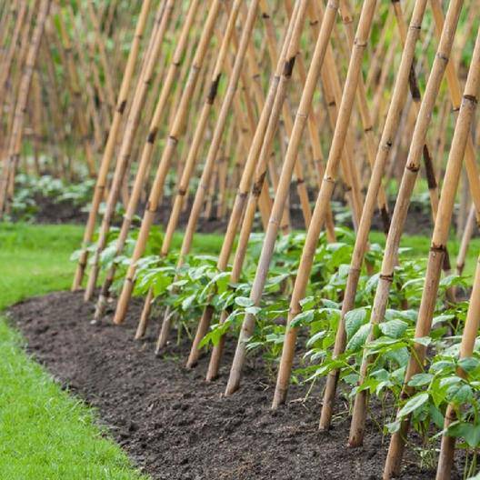 Blue Lake Pole Beans - beyond organic seeds