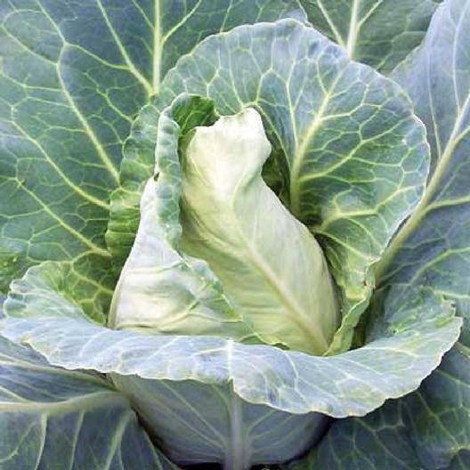 Charleston Wakefield Cabbage - beyond organic seeds