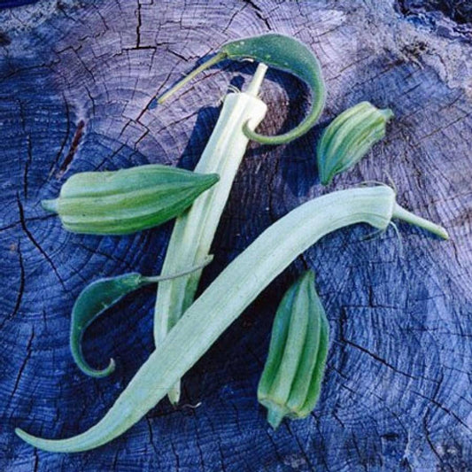 Cow Horn Okra - beyond organic seeds