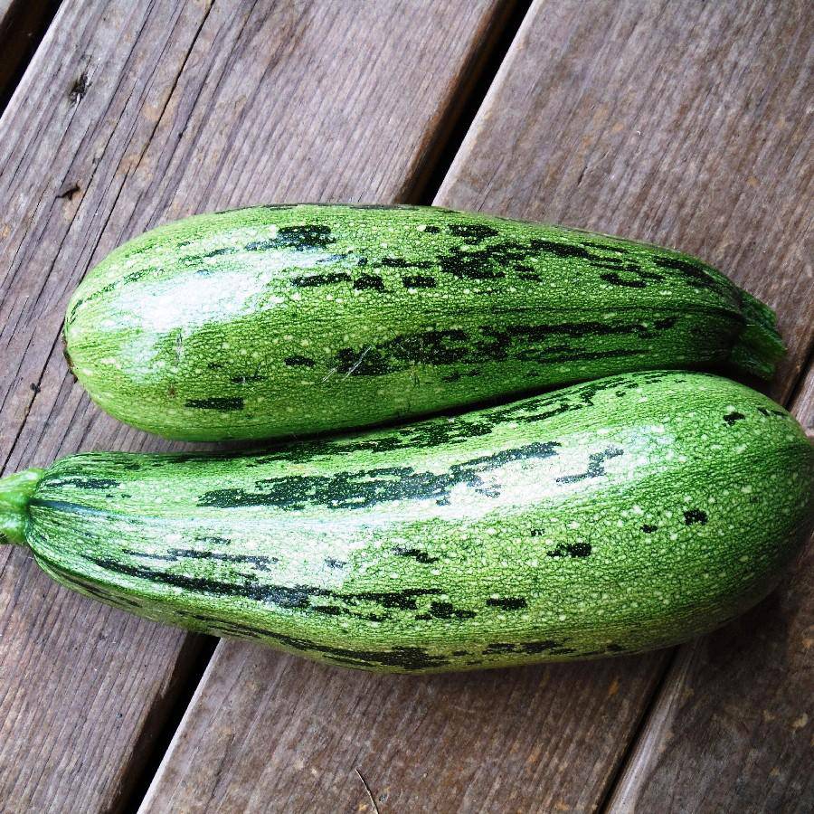 Caserita Summer Squash - beyond organic seeds