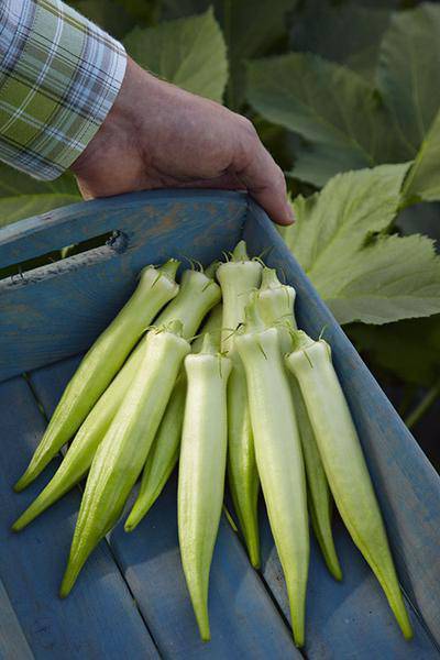 Silver Queen Okra - beyond organic seeds