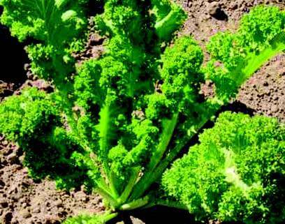 Giant Southern Curled Mustard Green - beyond organic seeds