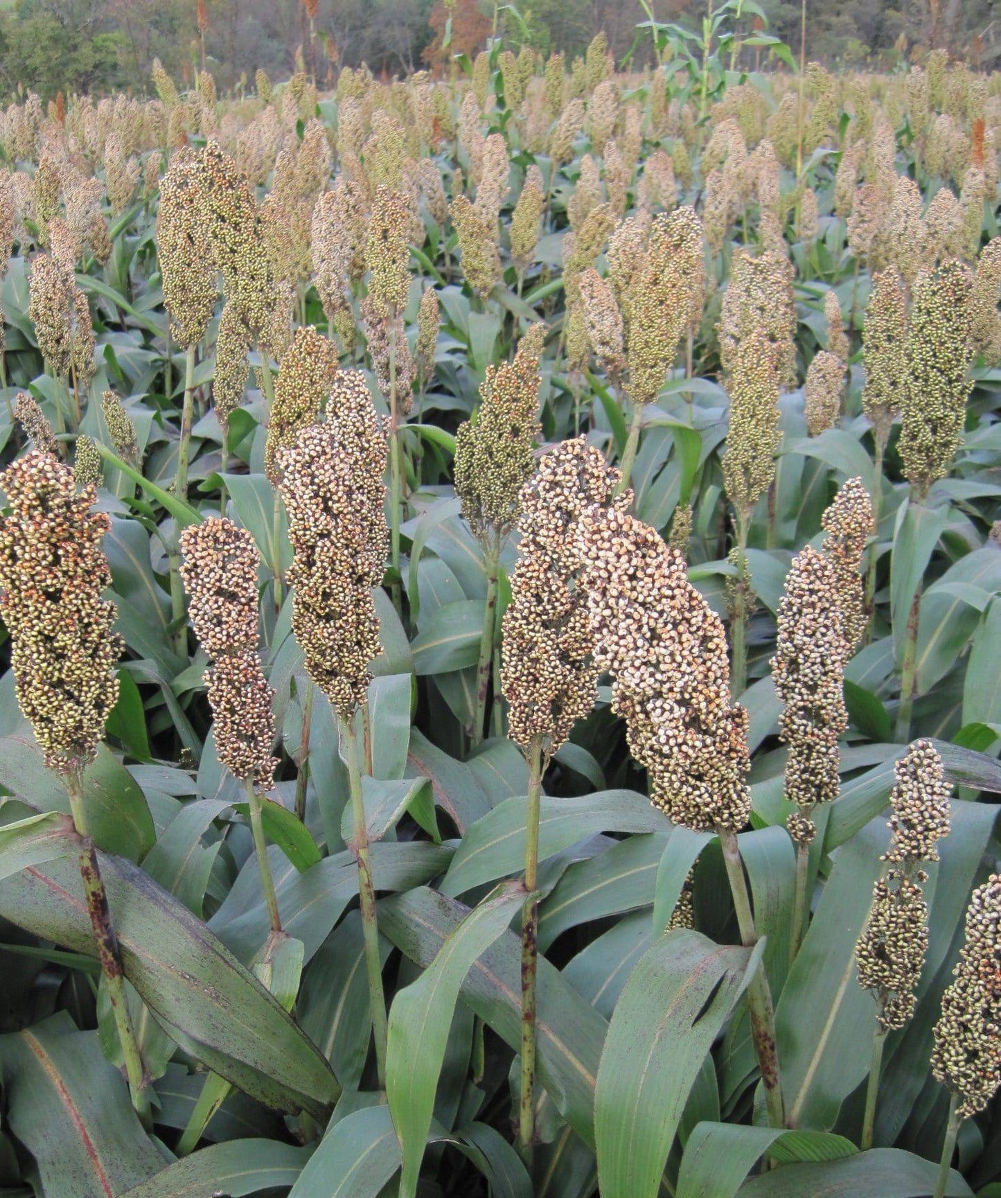 Bundle king forage sorghum - beyond organic seeds