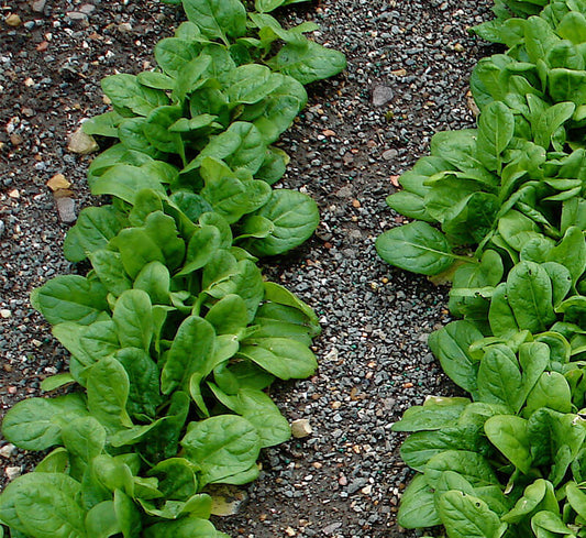 Spinach assortment - beyond organic seeds