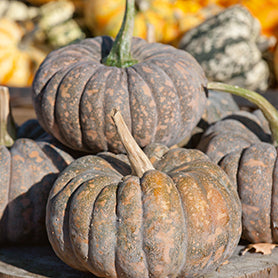 Chirimen winter squash - beyond organic seeds