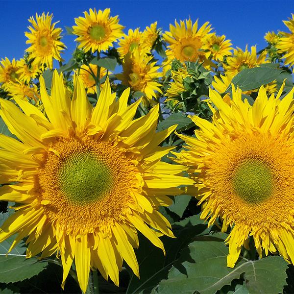 Bright star orange sunflower