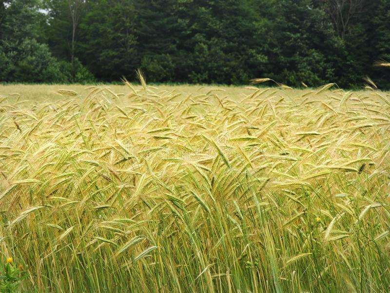 Haybet barley - beyond organic seeds