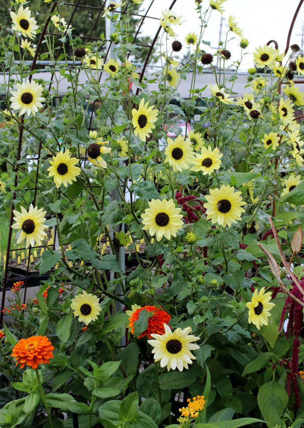 Italian white sunflower