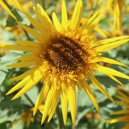 Bright star orange sunflower