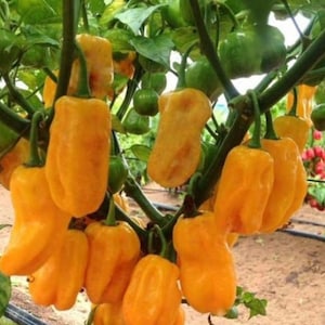 Sweet yellow habanero pepper