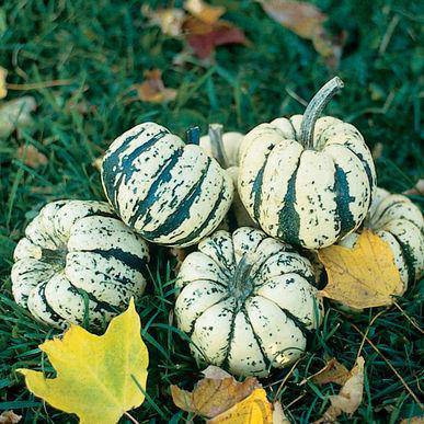 Sweet Dumpling - beyond organic seeds