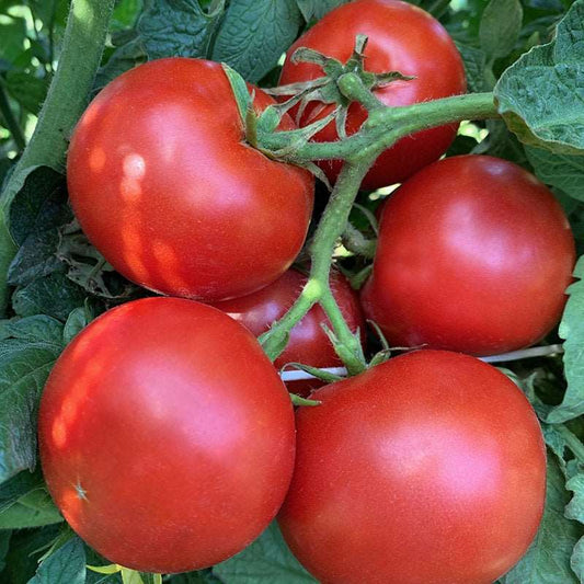 Druzba bulgarian heirloom tomato - beyond organic seeds