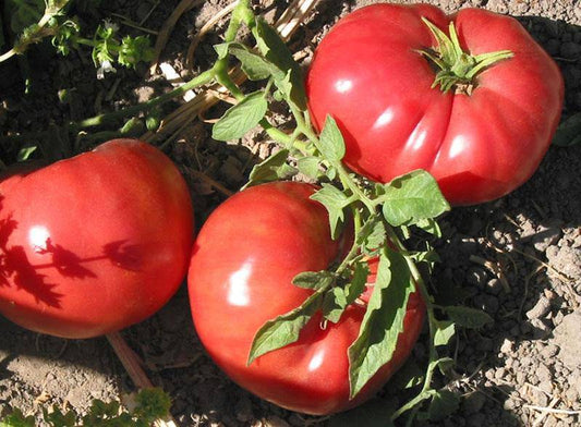 German Johnson Heirloom Tomato - beyond organic seeds