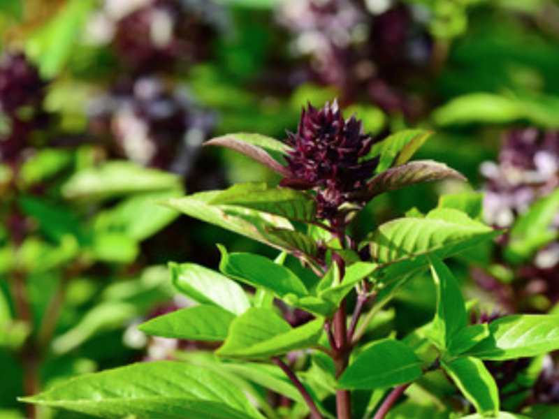 Garden center. Basil assortment - beyond organic seeds