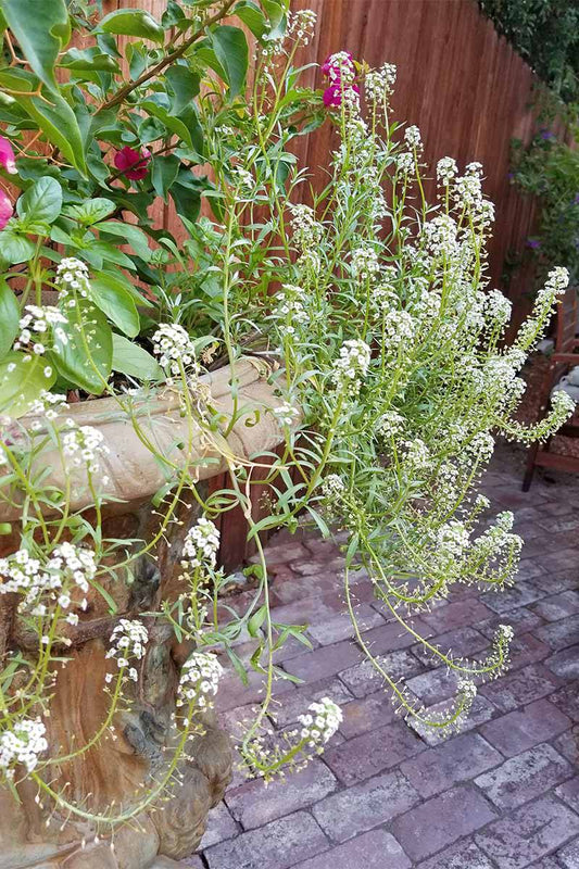 Carpet of Snow Alyssum - beyond organic seeds