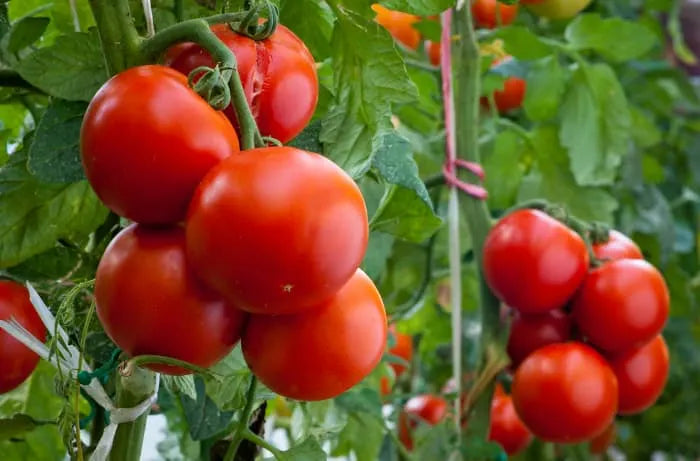 Independence day tomatoes