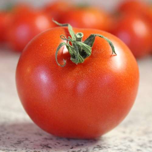 Bradley heirloom tomato - beyond organic seeds