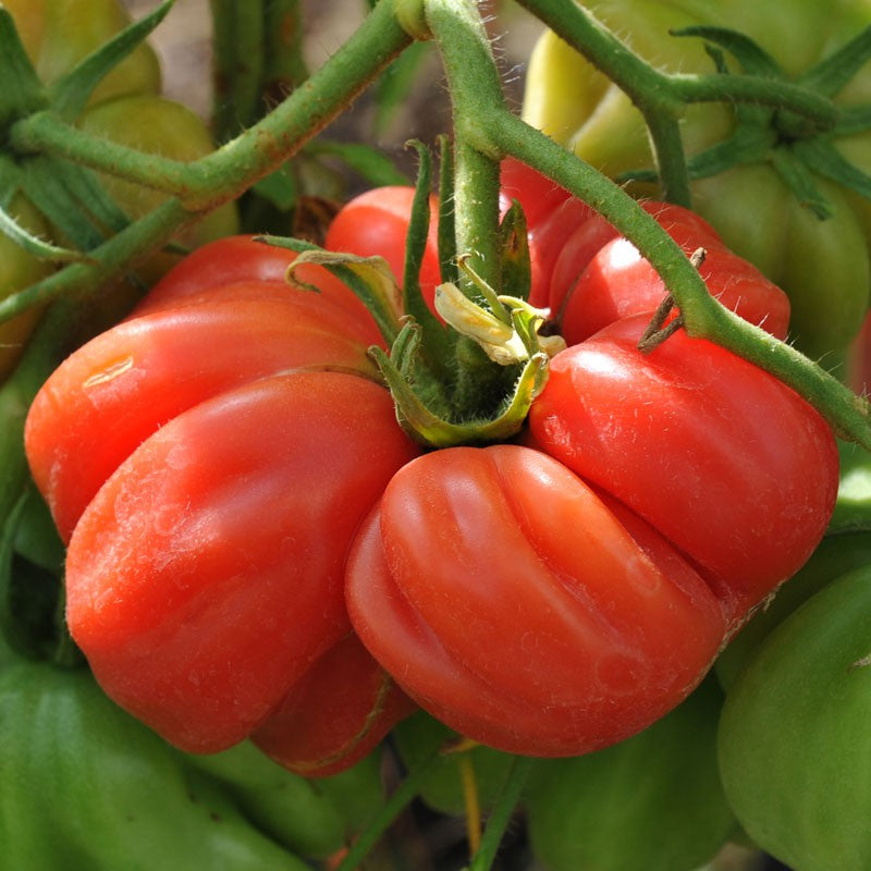 Zapotec pleated tomato