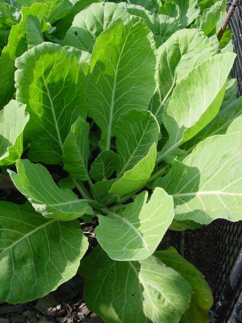 Collard Greens VATES - beyond organic seeds