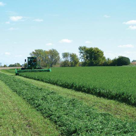 Vernal alfalfa - beyond organic seeds