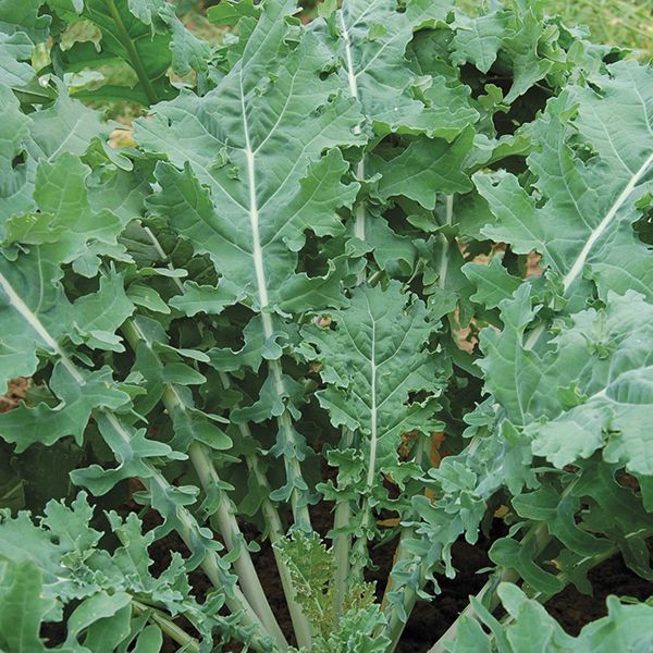 White russian kale - beyond organic seeds