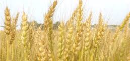 White soft wheat - beyond organic seeds