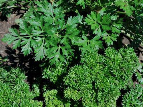 Garden Parsley Mix - beyond organic seeds