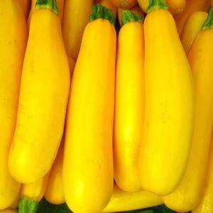 Early Prolific Straightneck Yellow Squash - beyond organic seeds