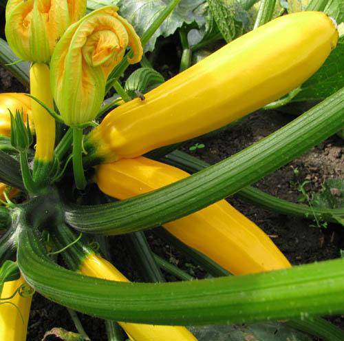 Yellow Zucchini - beyond organic seeds