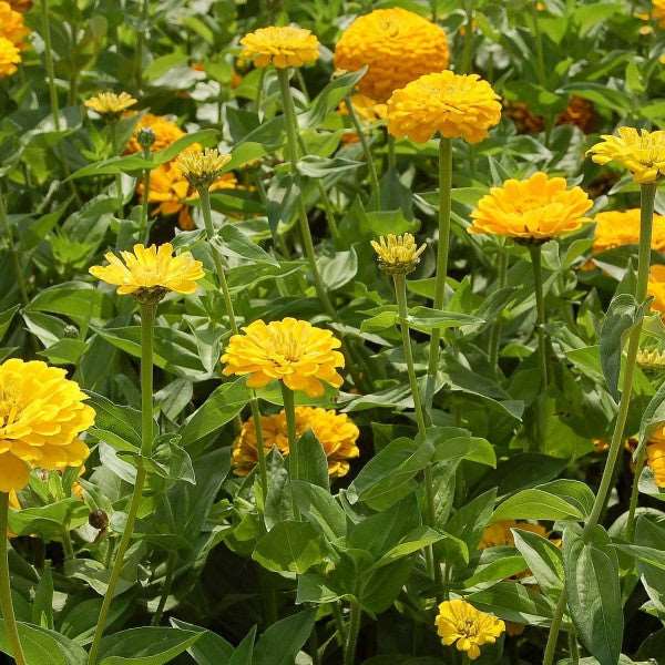 Canary bird zinnia - beyond organic seeds