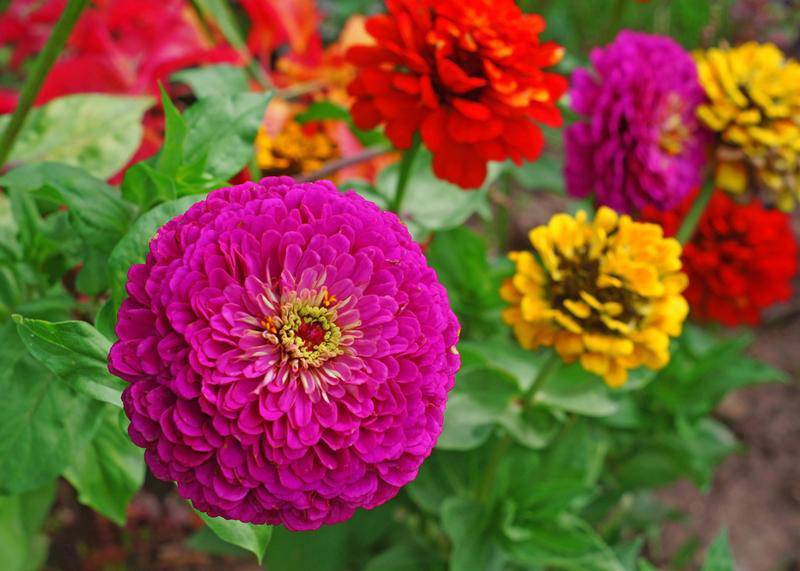 Dahlia Flowered Zinnia Mix - beyond organic seeds