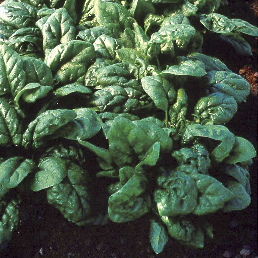 America spinach - beyond organic seeds