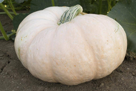 Amish Pie Winter Squash - beyond organic seeds