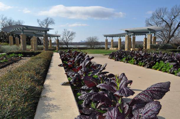 Red Giant Mustard Greens - beyond organic seeds