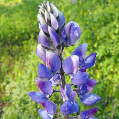 Arroyo Lupine Flower - beyond organic seeds