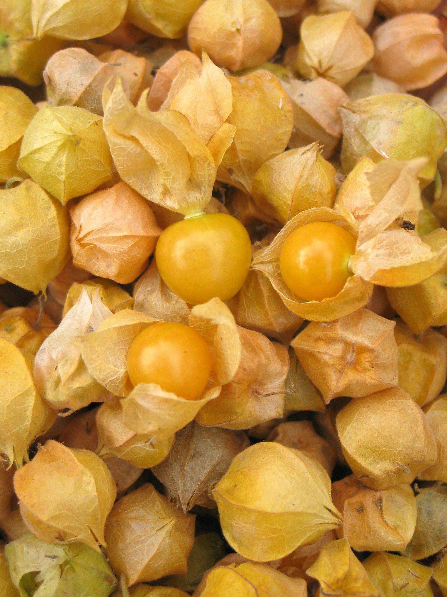 Aunt Molly's Heirloom Ground Cherry - beyond organic seeds