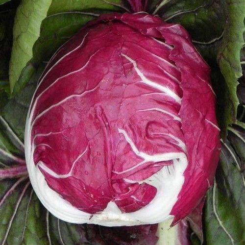 Rouge De Verona Radicchio - beyond organic seeds