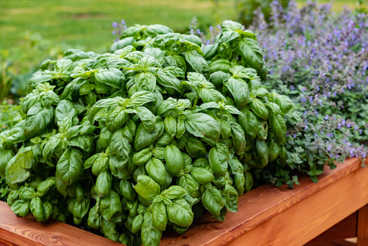 Garden center. Basil assortment - beyond organic seeds