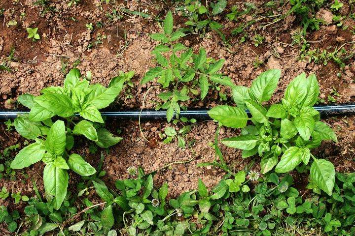 Garden center. Basil assortment - beyond organic seeds