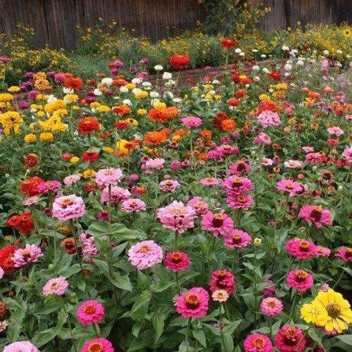 Deer Resistant Flower Mix - beyond organic seeds