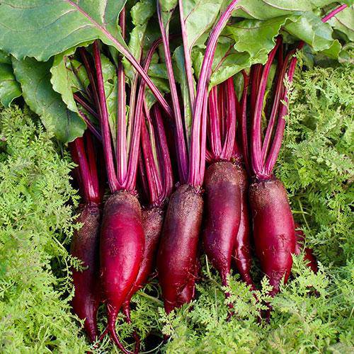 Cylindra Beet - beyond organic seeds